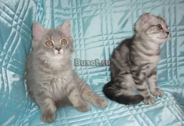 Шотландские котята шоу класса Москва