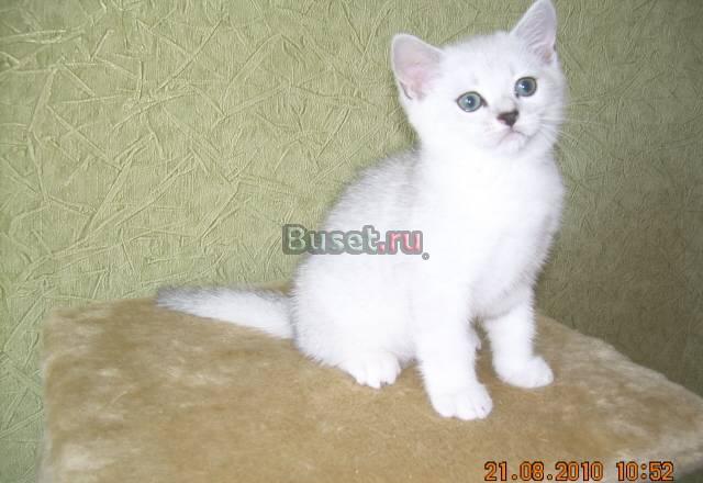 Британские  элитные  шиншиллы Арбаж