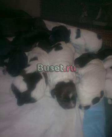 Продам щенков русского спаниеля Челябинск