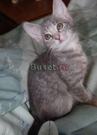 Ласковые здоровые котята в хорошие руки Санкт-Петербург