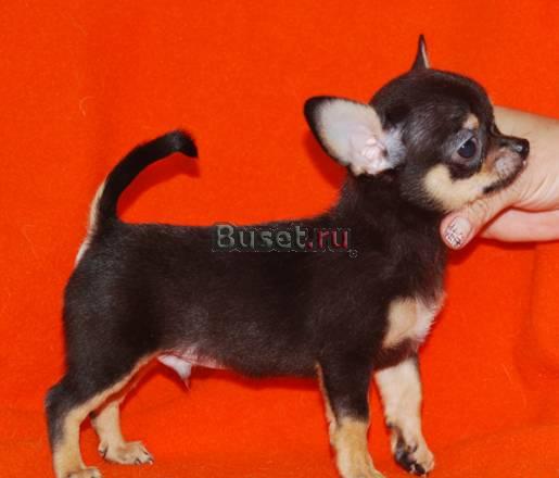 Щенк чихуахуа мальчики и девочки Москва