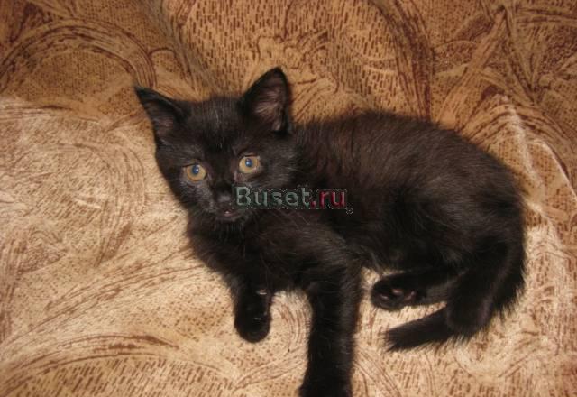 Котенок Хабаровск