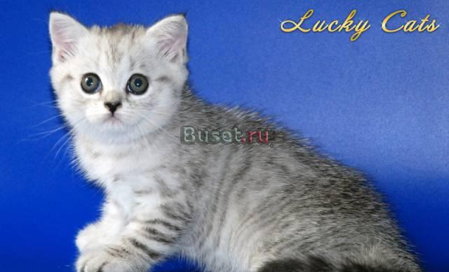 Скоттиш фолды/страйты окраса вискас Москва