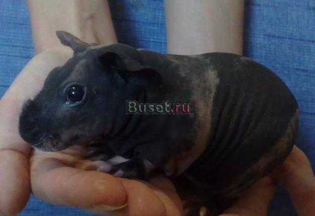 Скинни морские свинки голые Москва
