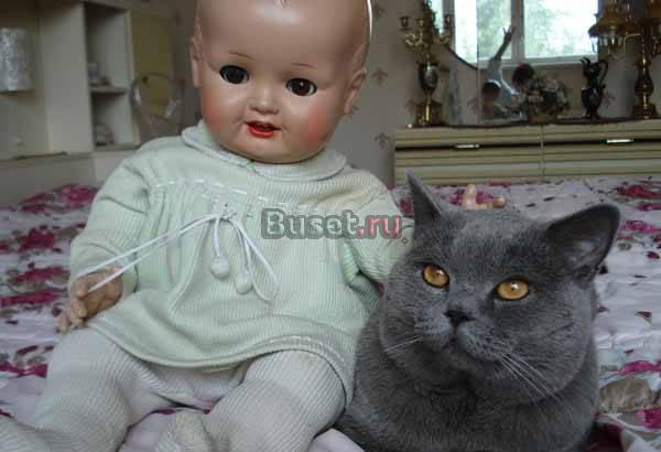 Клубныe, нaстоящие британцы. Шоу классa Москва