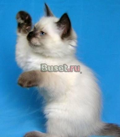 Отдам в добрые руки сиамского котёнка Волгоград