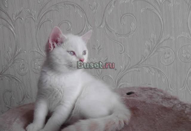 Скоттиш-страйт котик Ангелочек Москва