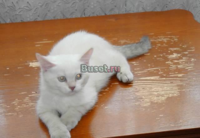 Скоттиш-страйт котик нежный Амуррчик Москва