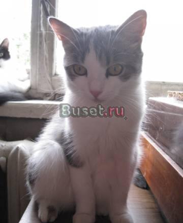 Отдам 6 котов и кошек им грозит усыпление Москва