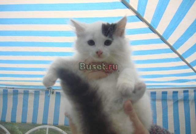 Отдам котенка Санкт-Петербург