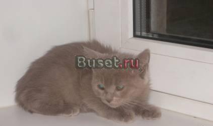 Британские плюшевые котята Москва