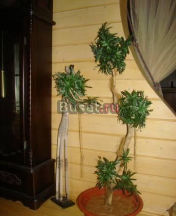 Деревья искусственные Санкт-Петербург