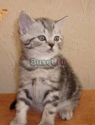 Продаётся Британский Котёнок Барнаул