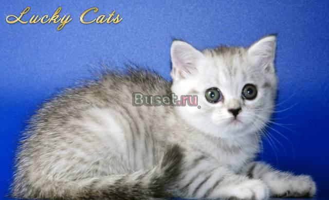 Кошечка скоттиш страйт окраса "вискас" Москва