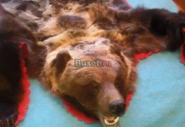 Шкура бурого медведя Санкт-Петербург