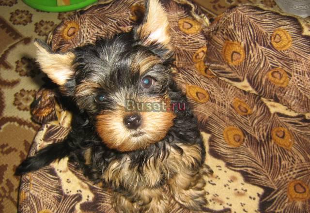 Йоркширский терьер. (девочка) Москва
