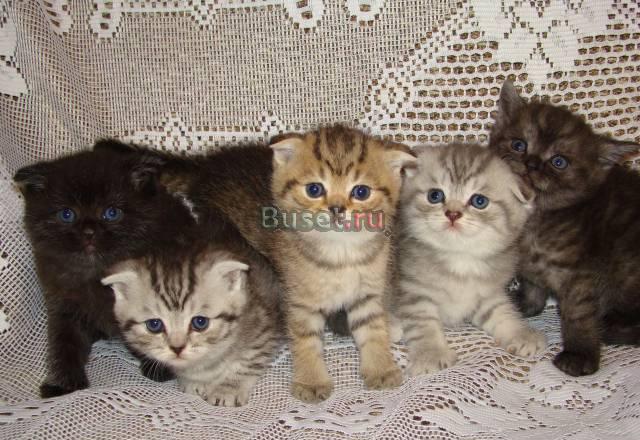 Маленькое черное платье Санкт-Петербург