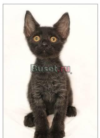 Котята, 2,5 месяца. в дар Москва