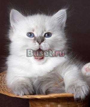 Невские маскарадные котята от чемпиона мира Москва