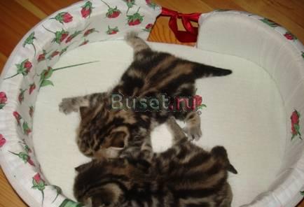 Британские котята шоу класса редкого окраса Пенза