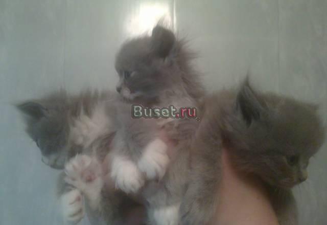 Котята в добрые руки Москва