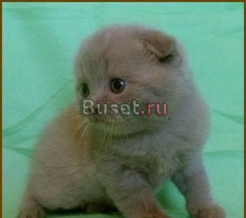 Лиловый вислоухий котик Санкт-Петербург