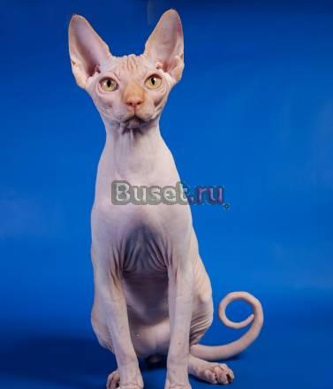 Котята Канадского сфинкса Москва