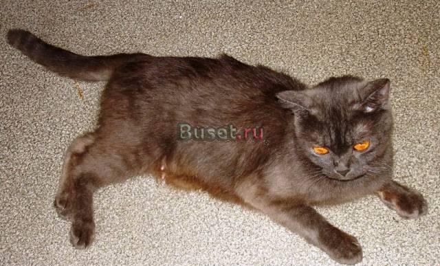 Ласковая кошка ждёт Вас, чтобы дарить любовь Новосибирск