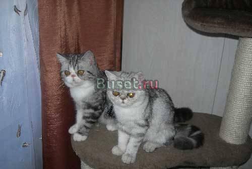 Экзотические короткошерстные котята от элитных род Москва