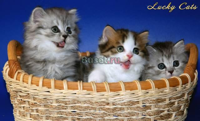 Элитные шотландские котята (хайленды) Москва