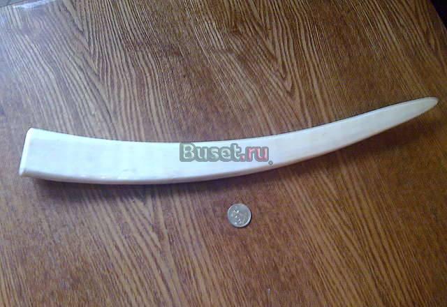 Клык моржа 65см Москва