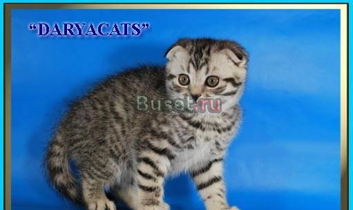 Шотландские  котята серебристых окрасов Москва