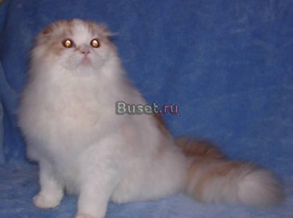 Скоттиш-фолд в дар Москва