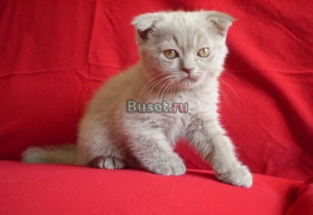 Шотландский вислоухий котик лилового окраса Москва