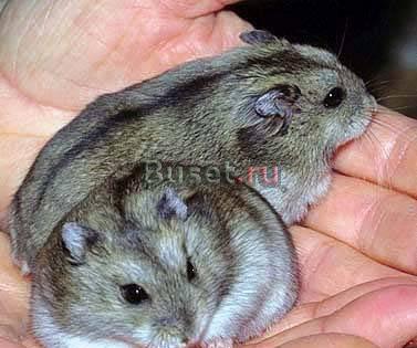 Джунгарские хомячки Братск
