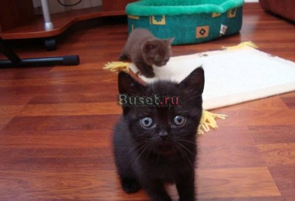 Клубные Британские Котята Москва