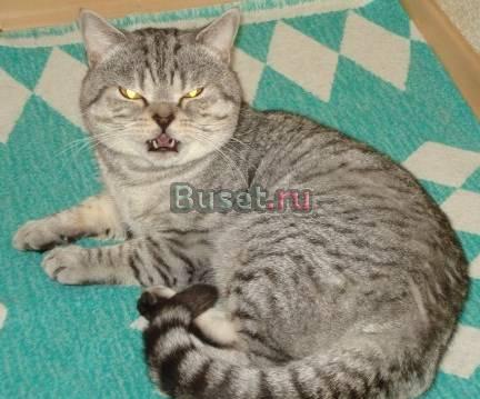 Кот скоттиш страйт, вязка Санкт-Петербург