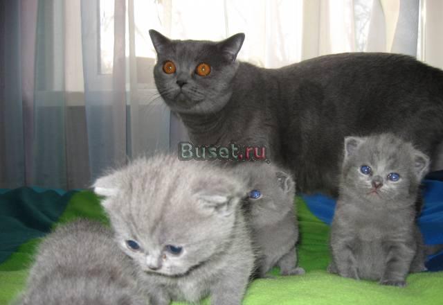 Клубные котята Москва