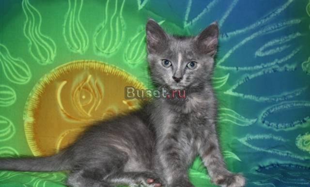 Котята донских сфинксов Санкт-Петербург