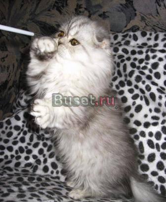 Чистокровные котята Чебаркуль