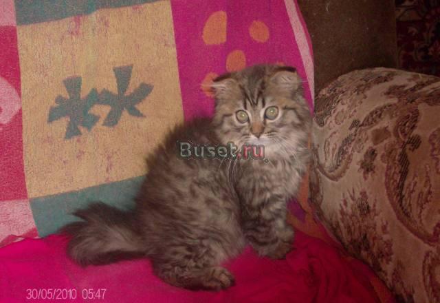 Котик хайленд страйт из питомника Москва