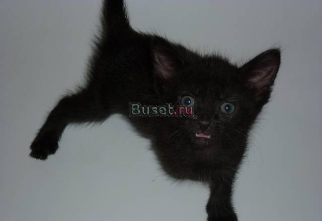 Ласковая кошечка ищет хозяина Москва