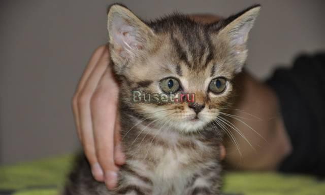 Британский котенок продается Москва