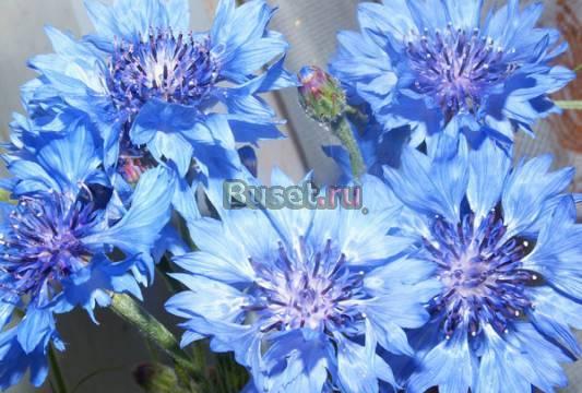 Куплю кроссовки фирменные р-р 38   длина от 24,5-2 Москва