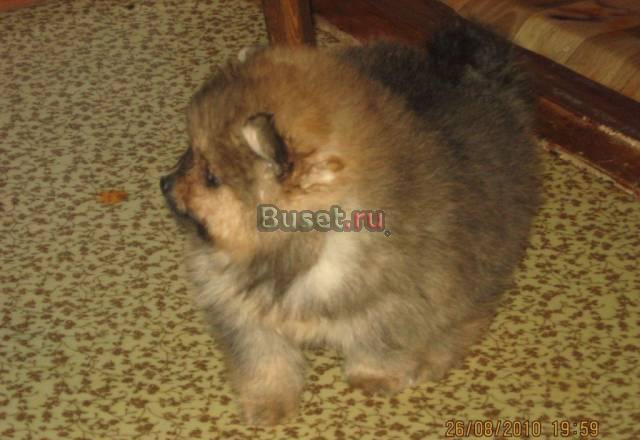 Немецкий миниатюрный шпиц Тула