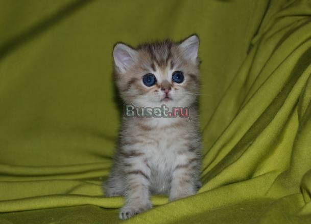 Британский котенок с зелеными глазками Москва