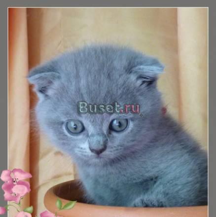 Продаю котят шотландская вислоухая Москва