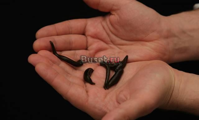 Пиявка медицинская  продажа и доставка Санкт-Петербург