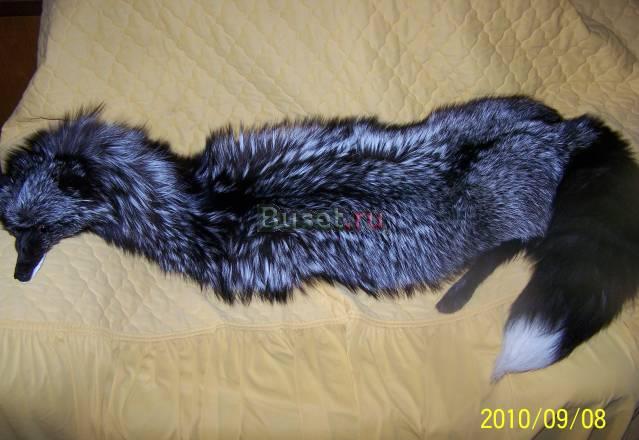 Горжетка лиса Екатеринбург