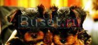 Cute Йорки Для бесплатно Утверждение Москва